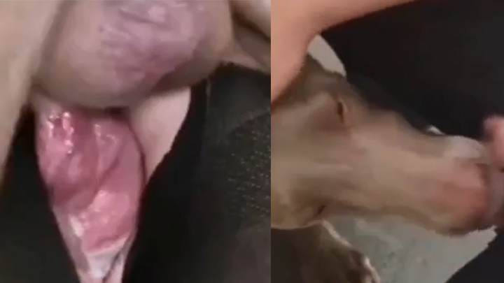 妇发情勾引公狗被狗鸡巴操到高潮.